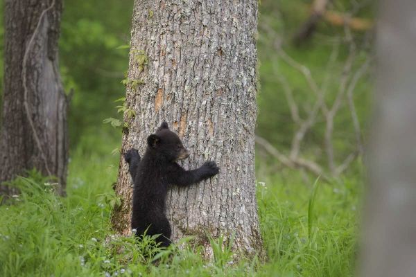TN, Great Smoky Mts Black bear cub climbing